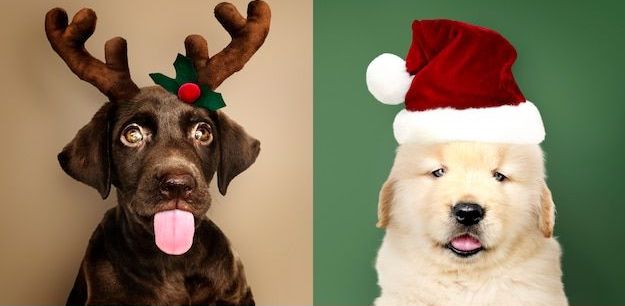 Los Mejores Regalos Personalizados para Mascotas esta Navidad